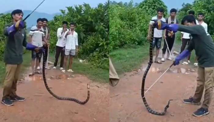 King cobra In Anakapalle Video: వామ్మో.. అనకాపల్లిలో 12 అడుగుల భారీ గిరినాగు హల్ చల్.. షాకింగ్ వీడియో..