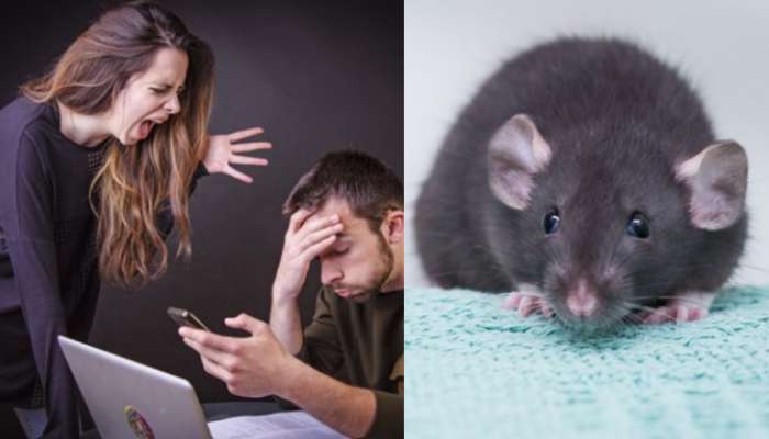 Chhattisgarh: ఎలుక అంటూ కట్టుకున్న భార్య వేధింపులు.!.. ఏకంగా కోర్టును ఆశ్రయించిన భర్త.. స్టోరీ ఏంటంటే..?..