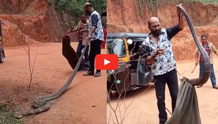 King Cobra Video: సక్సెస్ ఫుల్‌గా.. 297వ కింగ్ కోబ్రాను పట్టుకున్న స్నేక్ క్యాచర్.. వీడియో ఇదే..