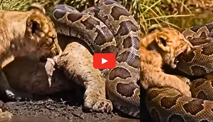 Lion Vs Anaconda Video: వామ్మో ఇదేంటి.. ఏకంగా సింహంపై దాడి చేసిన అనకొండ.. ఎప్పుడూ చూడని దృశ్యాలు ఇవే..