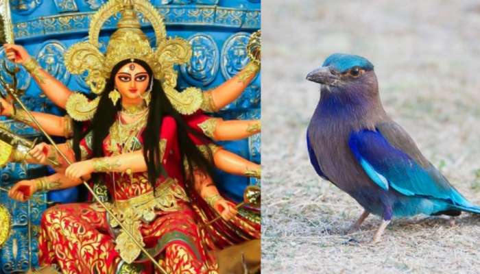 Pala pitta On Dussehra 2025: దసరా రోజున పాలపిట్టను ఎందుకు చూడాలి..?.. దీనివెనకున్న అసలు కథ ఏంటంటే..?