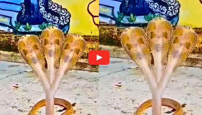 Three Headed Cobra Video: ఒక్క పాముకు మూడు తలలు.. గుళ్లో దర్శనమిచ్చిన అరుదైన నాగు.. వీడియో ఇదే..