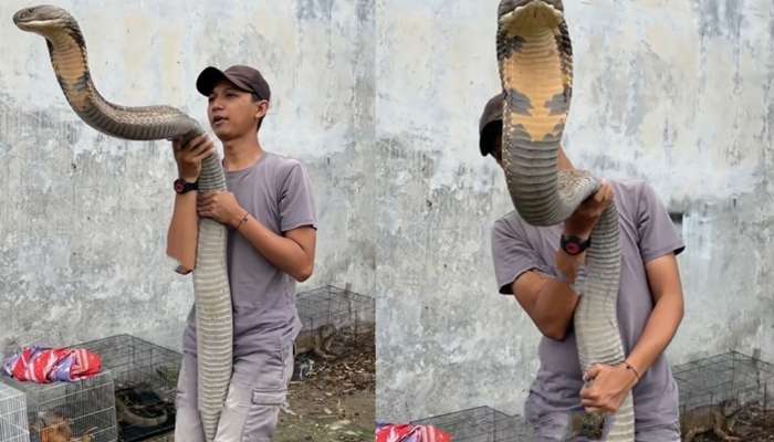 King Cobra: 20 అడుగుల భారీ సర్పం..మనిషిపైకి అమాంతం దూసుకువస్తే..?