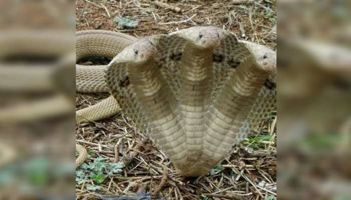 3 Headed Snake: మూడు తలల నాగుపాము..ఇలాంటి భయంకరమైన పాముని ఎక్కడైనా చూశారా?