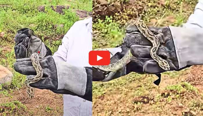Russell Viper: వామ్మో.. మోస్ట్ డేంజరస్ రస్సెల్స్ వైపర్.. ఆ యువకుడు ఎలా పట్టుకున్నాడో చూడండి..