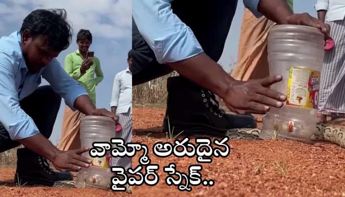Venomous Snake Trapped In Plastic Container Video Goes Viral