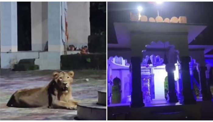 Viral Video: అద్భుతం..కనకదుర్గమ్మ గుడిలో సింహం..అమ్మవారికి కాపలా..!