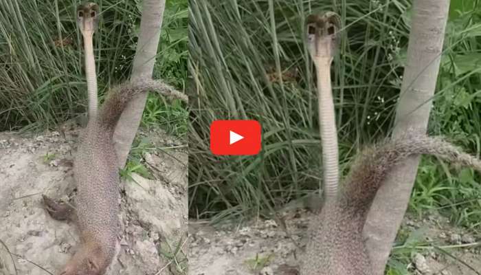 Cobra Rare Video: అరుదైన ఘటన.. ముంగిసను హతమార్చిన నల్ల త్రాచు.. వీడియో ఇదే..