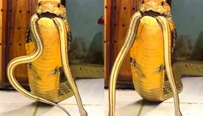 King Cobra Attack Video: నాతోనే పరాచకాలా..?.. చిన్న పామును కసితీరా కొరికి దాడి చేసిన  కింగ్ కోబ్రా.. షాకింగ్ వీడియో..
