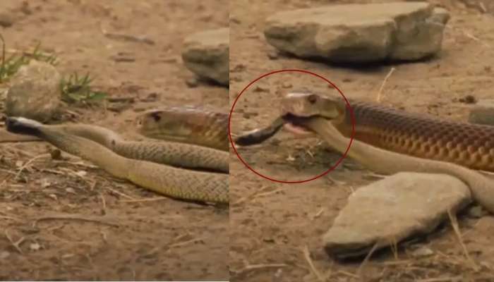 Snake Video: ఒక్క కాటుతో 100 మందిని చంపే పాముని నమిలి మింగేసిన త్రాచు పాము! వైరల్ వీడియో