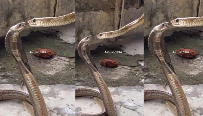 Snakes Romance Video: ఫీలింగ్స్ మీకేనా.. మాకు ఉంటాయి.!. లిప్ లాక్ చేసుకుంటున్న రెండు పాములు. . అరుదైన వీడియో.. 