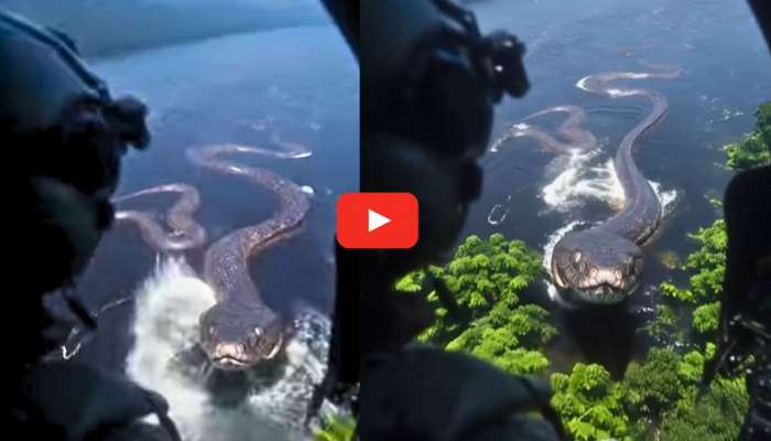 Giant 40-foot Anaconda Video Watch: వామ్మో.. హెలికాప్టర్‌ను మింగేయబోయిన 40 అడుగుల అనకొండ.. వీడియో చూస్తే పక్కా భయపడిపోతారు..