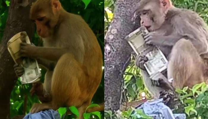 Video Viral: ఓర్నాయనో.. డబ్బుల బ్యాగ్‌ను ఎత్తుకెళ్లిన కోతి.. నోట్లను కొరికేస్తు చెట్టు మీద హల్ చల్.. వీడియో వైరల్..