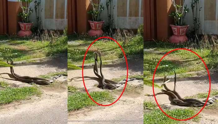 Snake Video: రెండు కాదు ఏకంగా 3 పాములు రొమాన్స్..ఏకాంతంగా ఉన్న సమయంలో సడెన్‌గా..వామ్మో!!