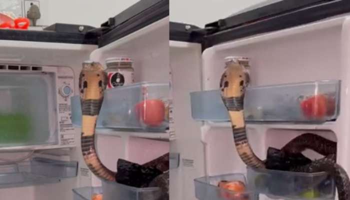 Snake Video: గుండెలు గుభేల్.. ఫ్రిజ్‌లో బుసలు కొడుతూ పడగ విప్పిన నాగుపాము.. వీడియో వైరల్..