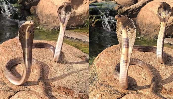 Cobra Snakes Video: జలపాతం దగ్గర రెండు కోడె నాగుపాముల సయ్యాటలు..అరుదైన వీడియో..