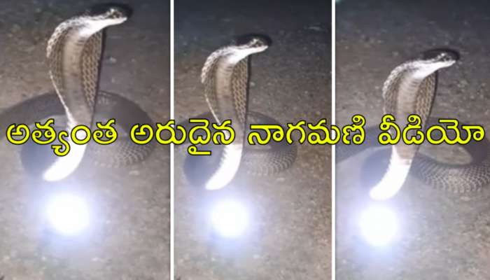 Naga Mani: వైరల్‌ వీడియో.. పాము పడగ పై నుంచి కింద పడిన నాగమణి