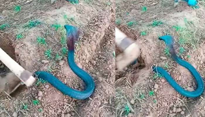 Snake Video: బాప్ రే.. పొలంలో ప్రత్యక్షమైన అరుదైన నీలంరంగు నాగు పాము.. వీడియో వైరల్..
