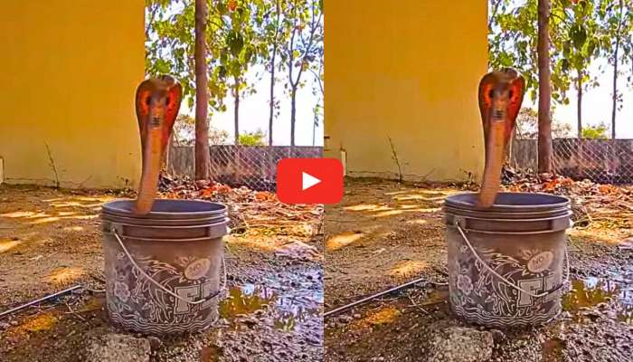 Venomous Cobra video Watch: అయ్య బాబోయ్.. నీటి బకెట్‌లో కింగ్ కోబ్రా.. వీడియో ఇదే..
