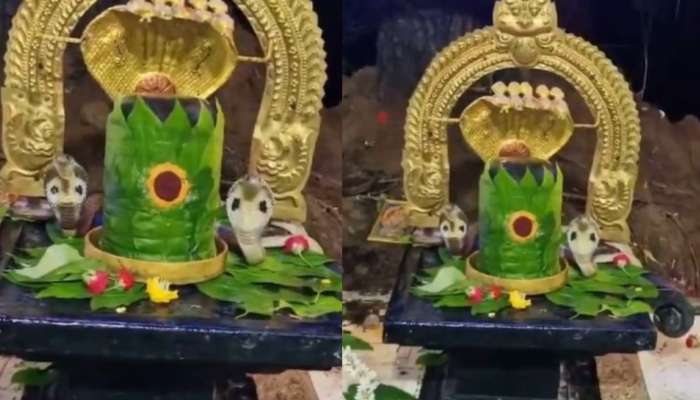 Snakes On Shiva lingam Video: నాగుల చవితి వేళ అద్భుతం.. శివలింగాన్ని చుట్టుకున్న రెండు జంట నాగులు.. వీడియో వైరల్..