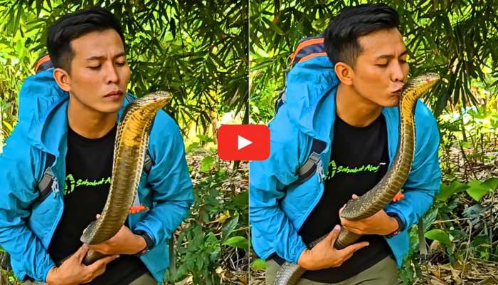 King Cobra Video: ప్రాణాలు అంటే వీడికి లెక్కే లేదు.. ఏకంగా కింగ్ కోబ్రాని ముద్దు పెట్టేసుకున్నాడు.. వీడియో ఇదే.. 