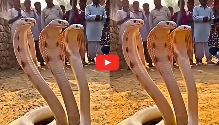 Three-Headed White Cobra Video: అద్భుతం.. ఆలయ ప్రాంగణంలో మూడు తలల శేషనాగు.. అరుదైన వీడియో..