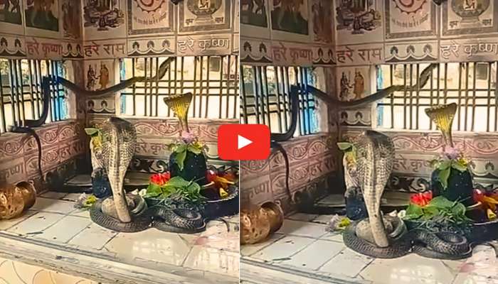 Cobra Snake Video: మహా అద్భుతం.. నాగుల చవితి రోజు శివలింగం చుట్టూ తిష్ట వేసి కూర్చున్న నాగుపాములు.. వీడియో ఇదే.. 