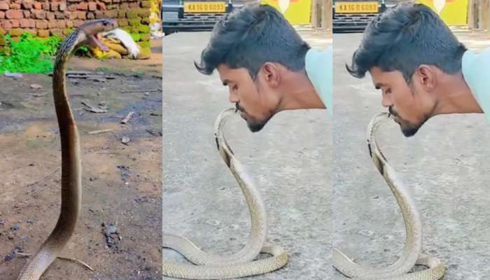 Snake Video: ఇలా తయారయ్యారెంట్రా..?.. ఏకంగా పామును నోట్లో పెట్టుకుని  కసితీరా ముద్దులు.. షాకింగ్ వీడియో.. 