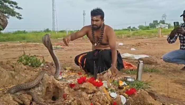 Cobra in temple premises video goes viral on social media