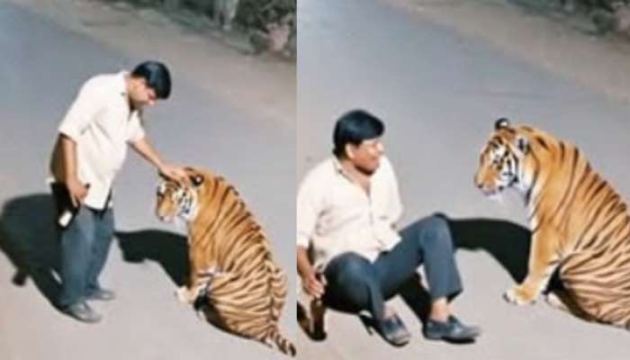  Drunk man Stunts tiger Video: ఓర్నాయనో.. ఏకంగా పెద్దపులికే లిక్కర్ తాగిస్తున్న మందు బాబు..  ఓళ్లు గగుర్పొడిచే వీడియో..