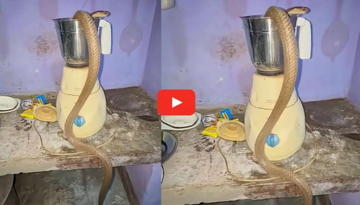 King Cobra In Grinder Video: వామ్మో.. మిక్సీ బ్లెండర్‌లో నాగుపాము.. వీడియో చూస్తే షాక్ అయిపోతారు!