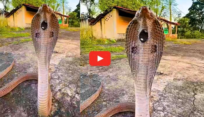 Cobra Video: నిటారుగా నిలబడ్డ నాగుపాము.. పడగలో అరుదైన రత్నం.. సోషల్ మీడియాను షేక్ చేస్తున్న వీడియో..
