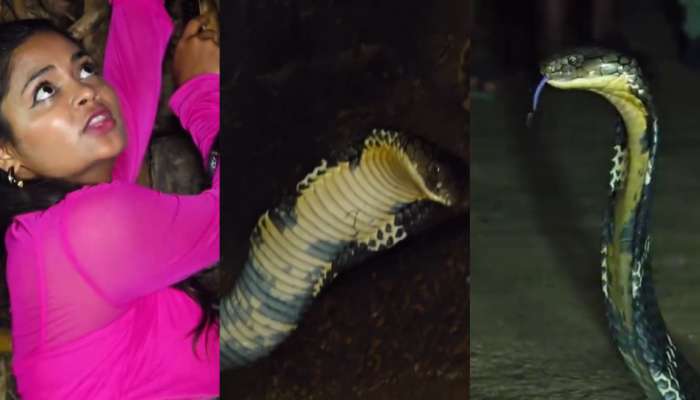 King Cobra Snake Video: వామ్మో.. 16 అడుగుల కింగ్ కోబ్రాతో యువతి హల్ చల్.. ఓళ్లు గగుర్పొడిచే వీడియో..