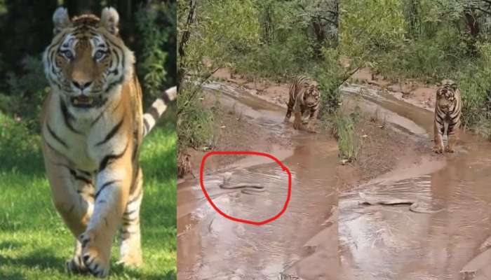 Snake Video: వామ్మో.. పెద్దపులికే పడగ విప్పి సుస్సు పోయించిన నాగుపాము.. వీడియో వైరల్..