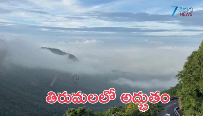 Tirumala hills have taken on new beauty with lush greenery due to Heavy rains  