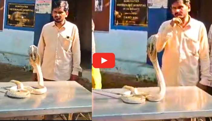 Swetha Naagu Video: విశాఖ నేవల్ కాంటీన్‌లో శ్వేత నాగు.. పాముకి 8 కుట్లను వేసిన వైద్యుడు.. వీడియో ఇదే..