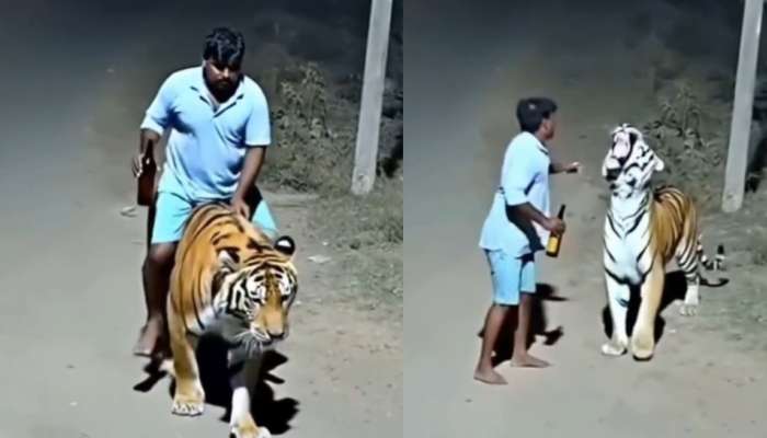 Video Viral: ఓరెయ్..  పెద్దపులి మీద స్వారీ ఏంట్రా..?.. నెట్టింట రచ్చగా మారిన వీడియో..