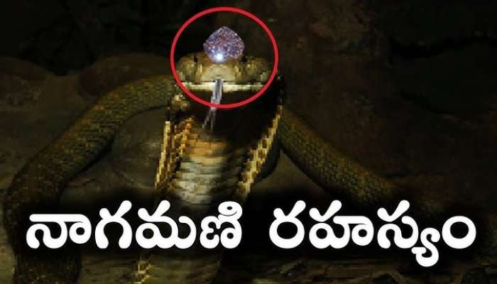 Snake Naga mani: బతికున్న పాము తలపై నాగమణి..సాక్ష్యాత్తూ నాగదేవత వచ్చిందంటూ..!
