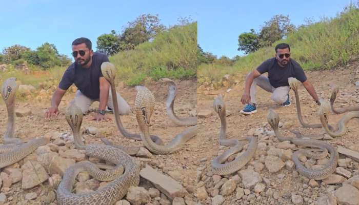 Snake Video: ఏంట్రా ఇంత వైలెంట్‌గా ఉన్నాడు.. బుసలు కొడుతున్న పాములతో  డెంజర్ స్టంట్స్.. షాకింగ్ వీడియో..