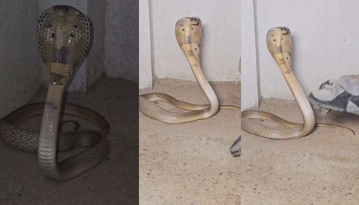 Snake Attack Video: నా జోలికోస్తే తాట తీస్తా.!. మెరుపు వేగంతో కాటు వేస్తున్న నాగు పాము.. ఓళ్లు గగుర్పొడిచే వీడియో.. 