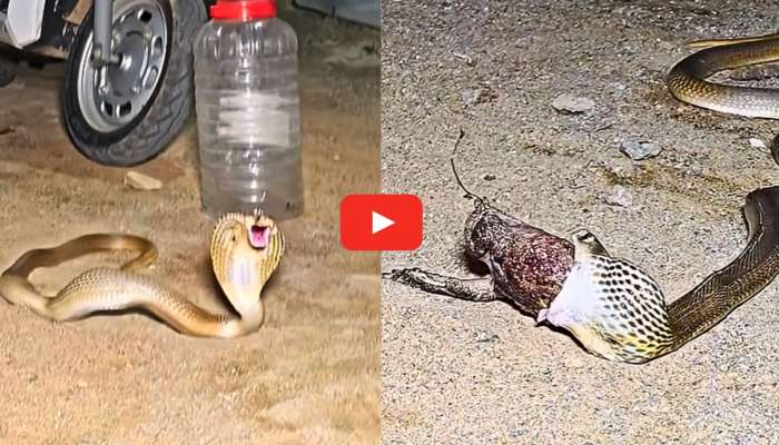 Cobra Video: అందరూ చూస్తుండగానే తిన్న కప్పని కక్కేసి నాగుపాము.. వీడియో ఇదే..