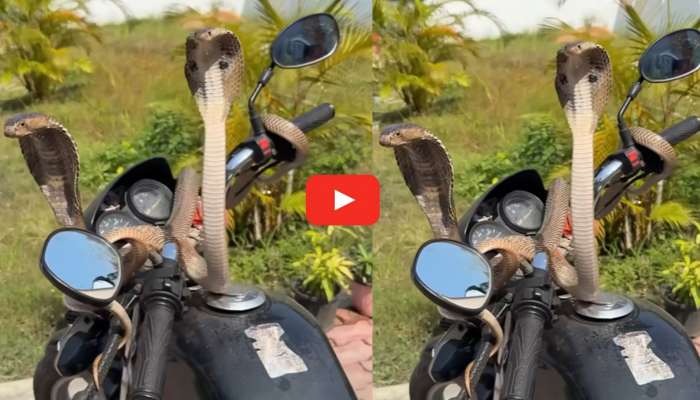Nag - Nagini Video: HF Deluxe బైక్‌పై నాగుపాము - నాగిని జంట.. సోషల్ మీడియాని షేక్ చేస్తున్న వీడియో ఇదే..