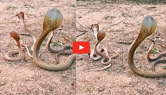 4 Cobras Video: వామ్మో.. 3 పిల్లలతో కలిసి బయటికి వచ్చిన నాగుపాము.. పడగవిప్పి ఎలా ఆడుతున్నాయో చూడండి..