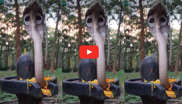 Cobra On Shivalinga Video: శివలింగంపై పడగవిప్పి కూర్చున్న నాగుపాము.. వీడియో చూసినవారు అదృష్టవంతులే..