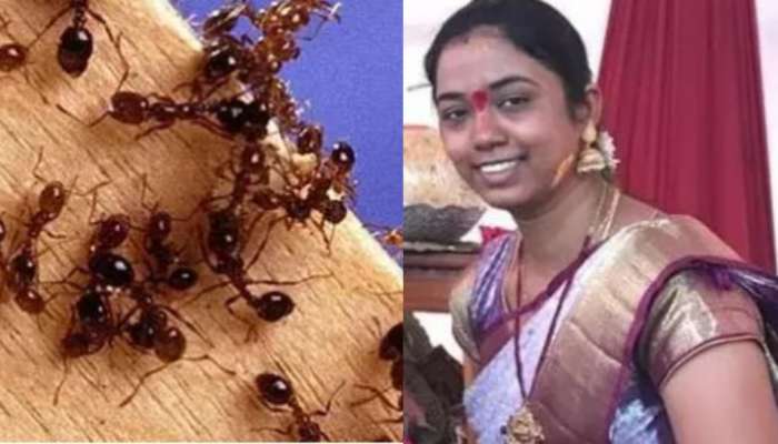 Woman Ant Phobia: చీమల భయంతో మహిళ ఆత్మహత్య... పోలీసులు బైటపెట్టిన షాకింగ్ విషయాలు..