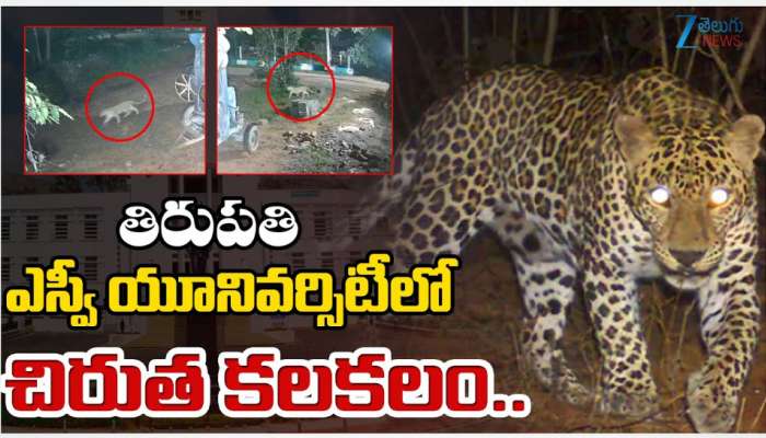 Tirumala Chirutha: తిరుపతి ఎస్వీ యూనివర్సిటీలో చిరుత కలకలం.. 