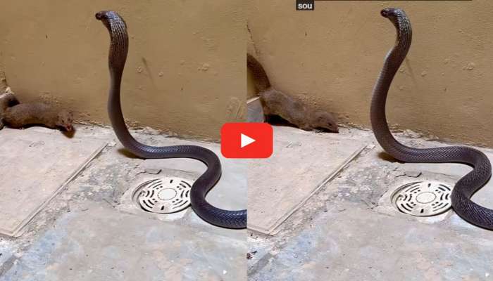 Nallatrachu Vs Mongoose Video: నల్లత్రాచు, ముంగిస మధ్య భీకర సమరం.. రెండింటిలో ఏది గెలిచిందో తెలుసా? వీడియో..