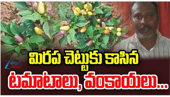 Variety Plants: ఇదేం విచిత్రం.. మిరప చెట్టుకు కాసిన టమాటలు, వంకాయలు.. 