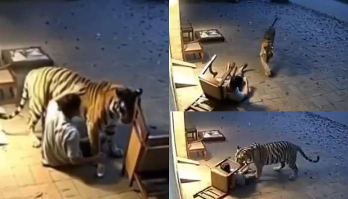 Tiger Attacks Video: మనిషిని లాక్కెళ్లిన పెద్ద పులి..?.. నెట్టింట మరోట్విస్ట్.. షాకింగ్ వీడియో..