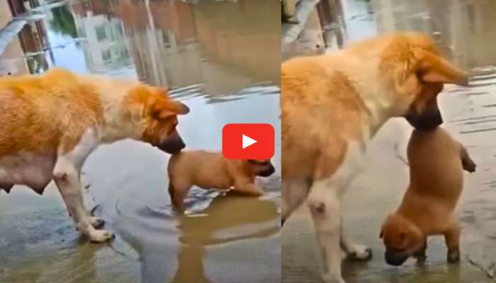 Mother Dog Love Video: తల్లి ప్రేమ ఎంత గొప్పదో.. డాగ్ లవర్స్ తప్పకుండా చూడాల్సిన వీడియో.. 
